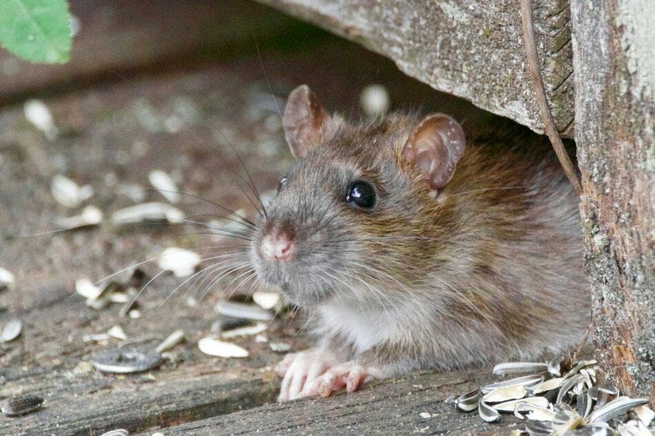 Are rodents covered under my home insurance policy?