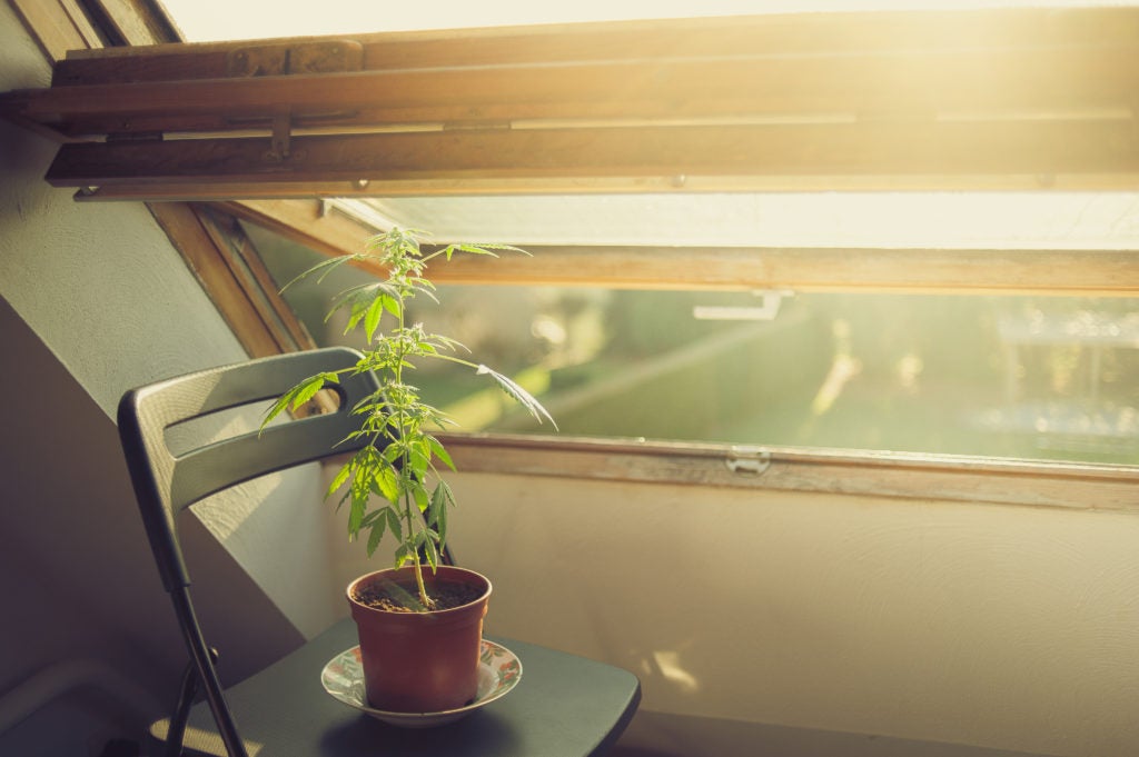 Weeding Out the Confusion: Cannabis and Home Insurance