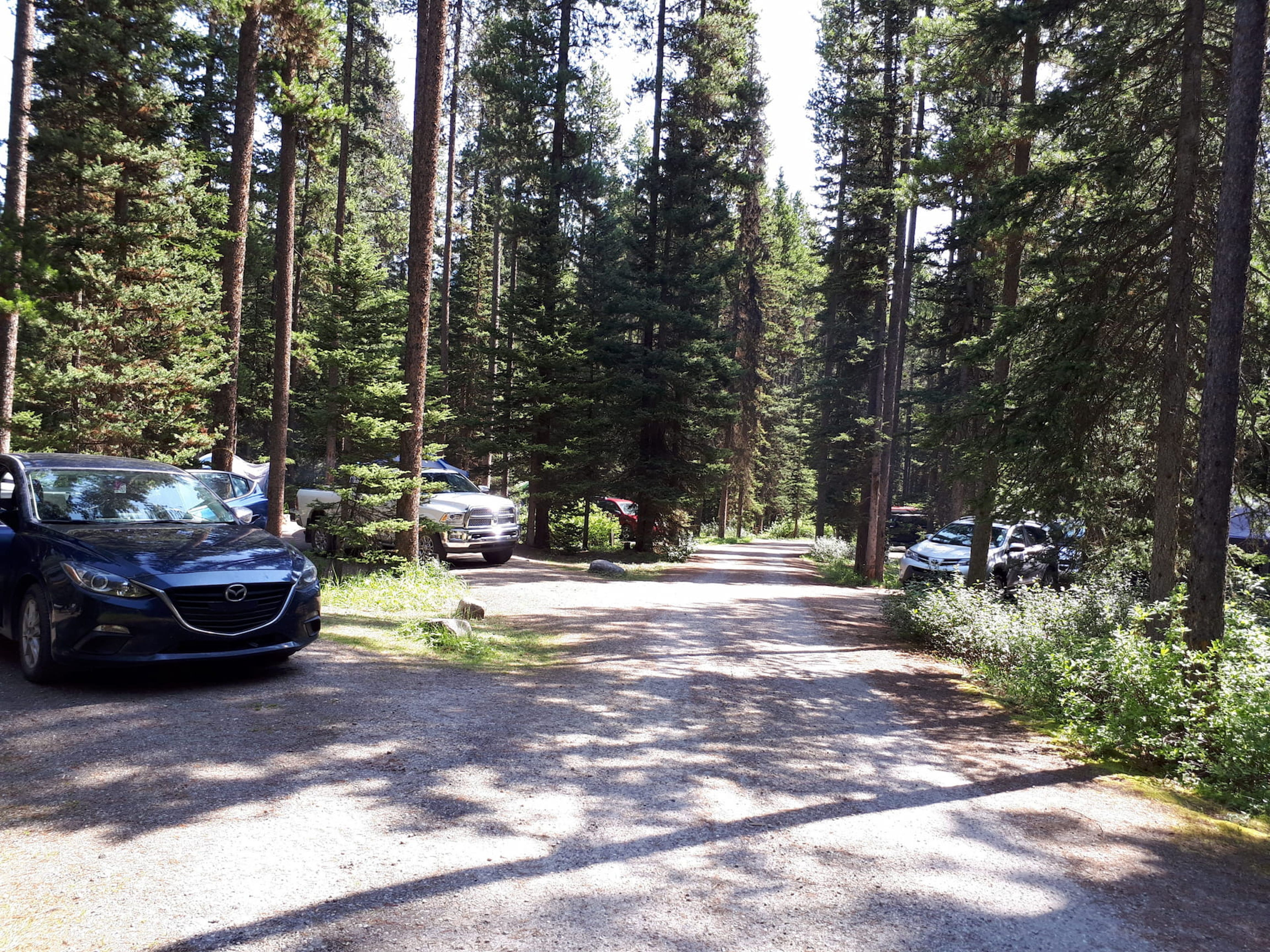 View of a loop in Lake Louise Campground. The campsites are large and well treed.