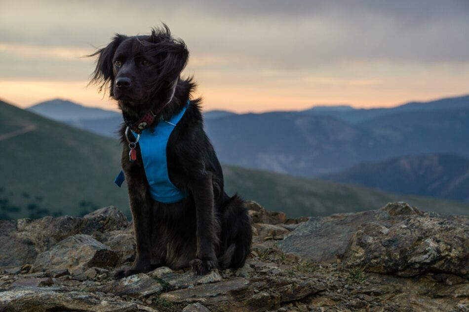 6 Pet Friendly Campgrounds in Alberta and BC