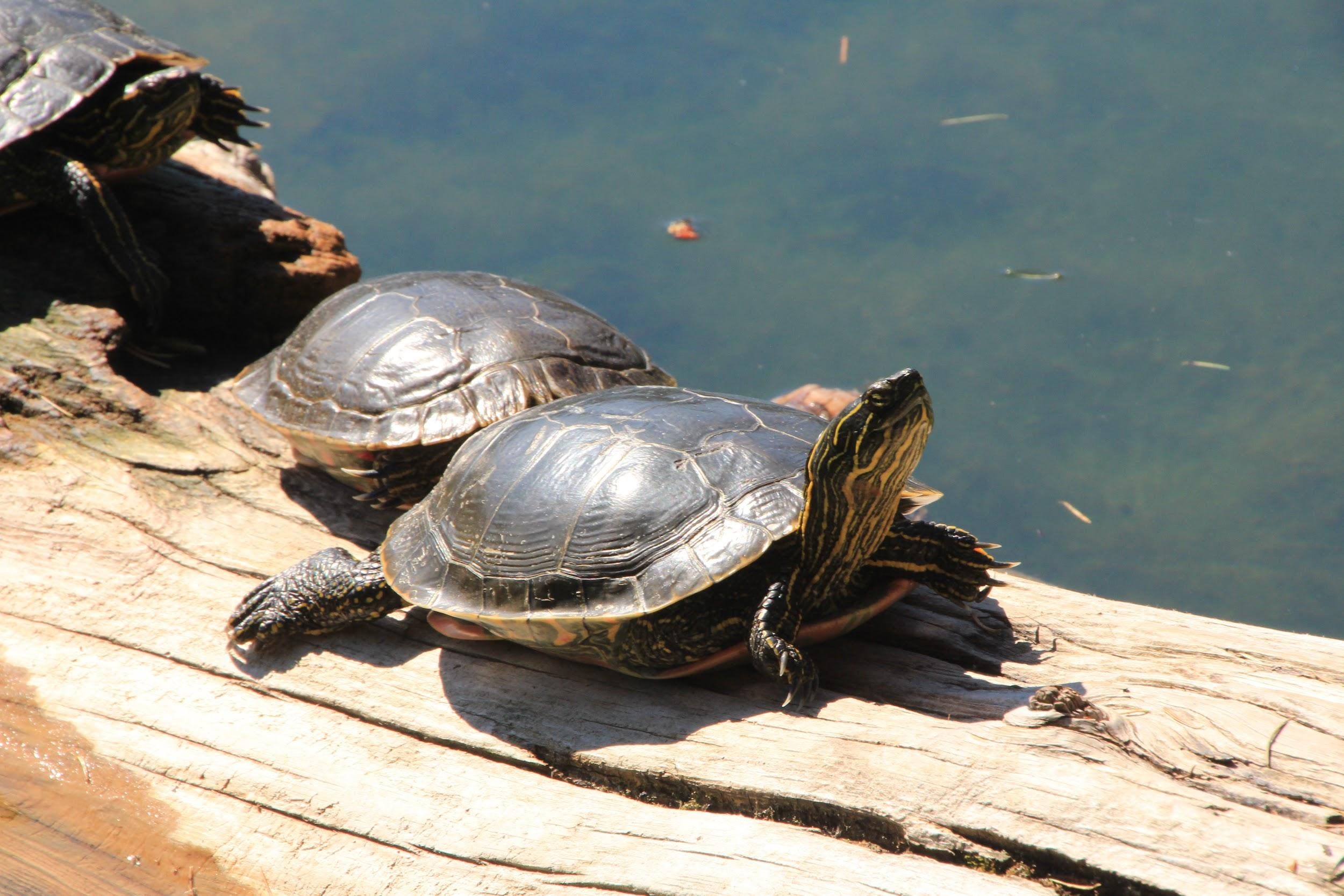 Turtles at Surveyors Lake Campground