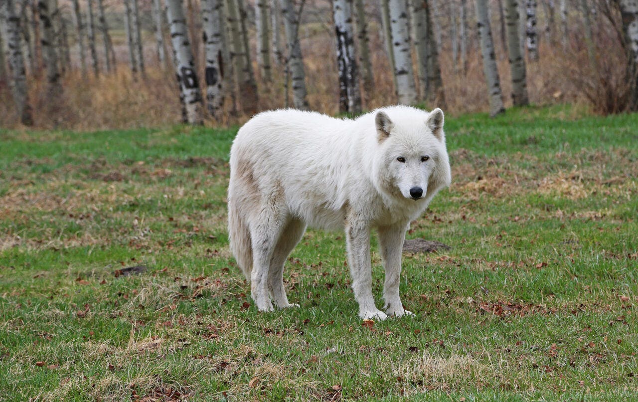 Yamnuska Wolfdog Sanctuary, Cochrane, Alberta, Canada