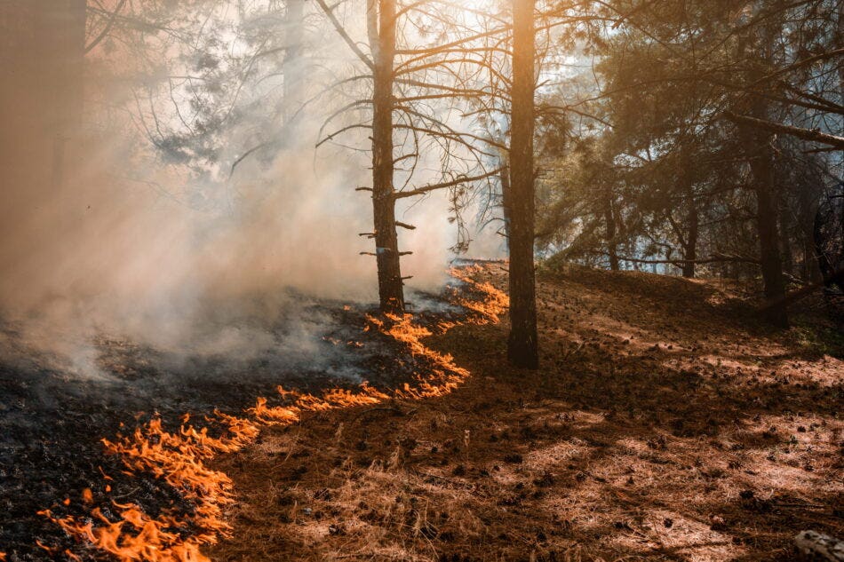 How to Deal with a Wildfire While RVing