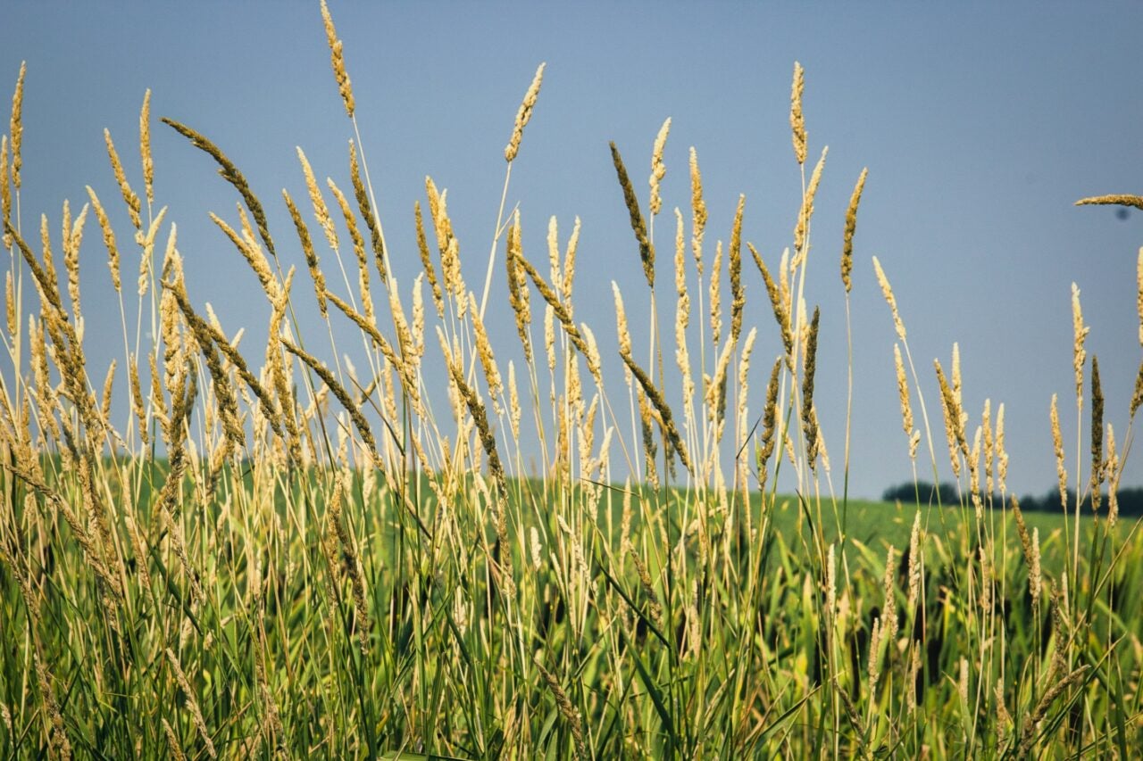 Rogers Insurance Ltd., Schwartz Reliance Insurance announce partnership