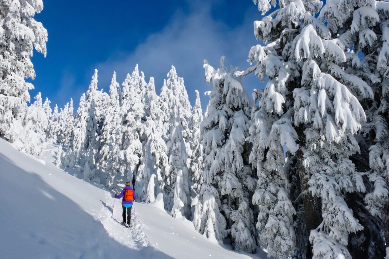 Winter hiking snowshoeing in snow covered forest. Trees covered with snow after heavy snowfall. Woman snowshoeing on Whistler Mountain near Whistler Village. British Columbia. Canada.