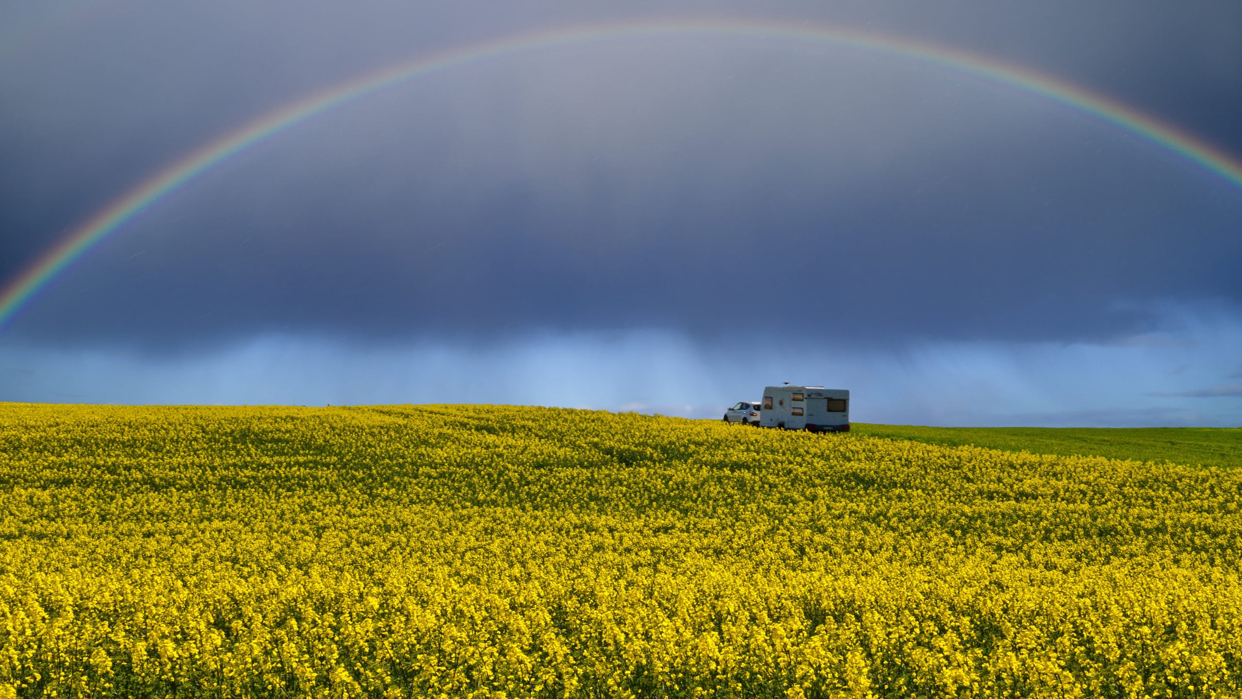 A travel trailer being towed through a canola field after a hailstorm. There is a rainbow and dark clouds overhead.