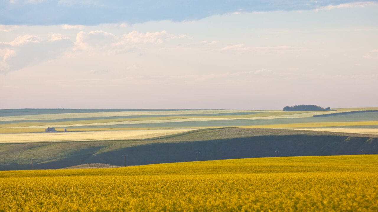 Prairie landscape of yellow rolling fields in Alberta, Canada.