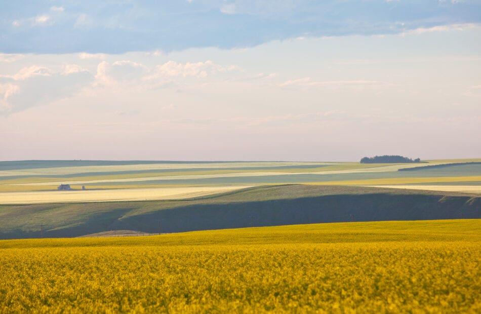 Prairie landscape of yellow rolling fields in Alberta, Canada.