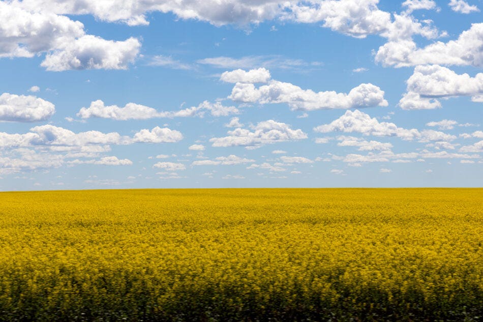 A field of yellow canola plants under a blue sky with white clouds near Saskatchewan, Canada.