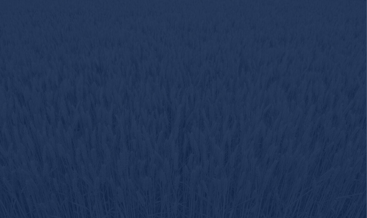Wheat grain background with a dark blue overlay