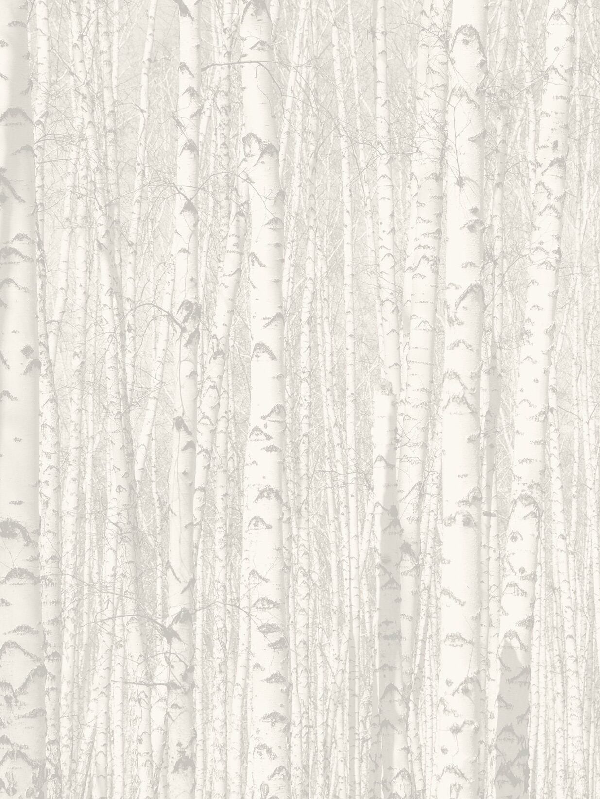 birch trees without leaves in black and white