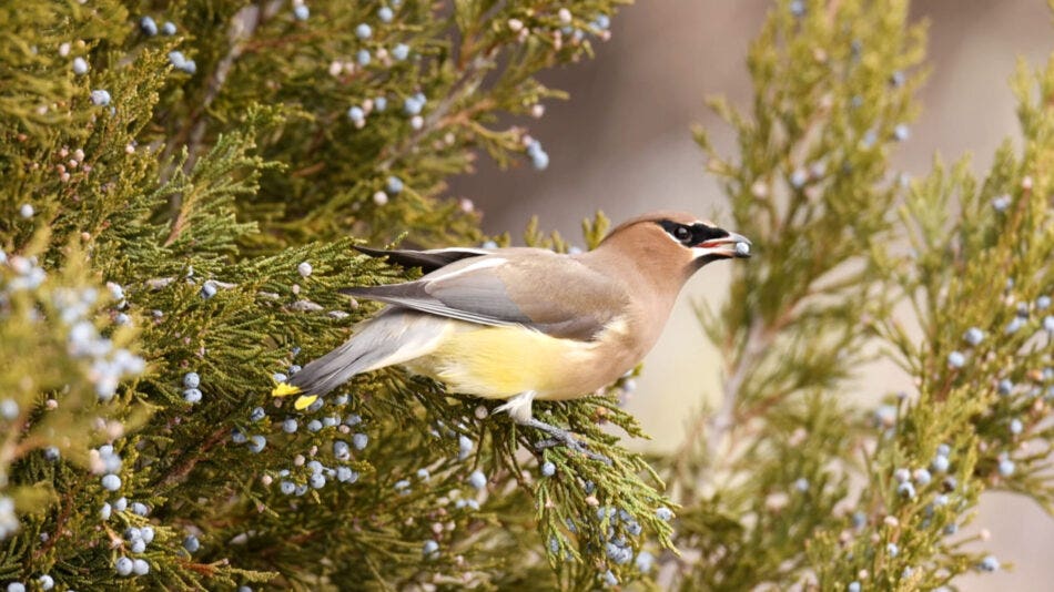 Wings on Wheels: The Ultimate Guide to Birding While RVing in Alberta