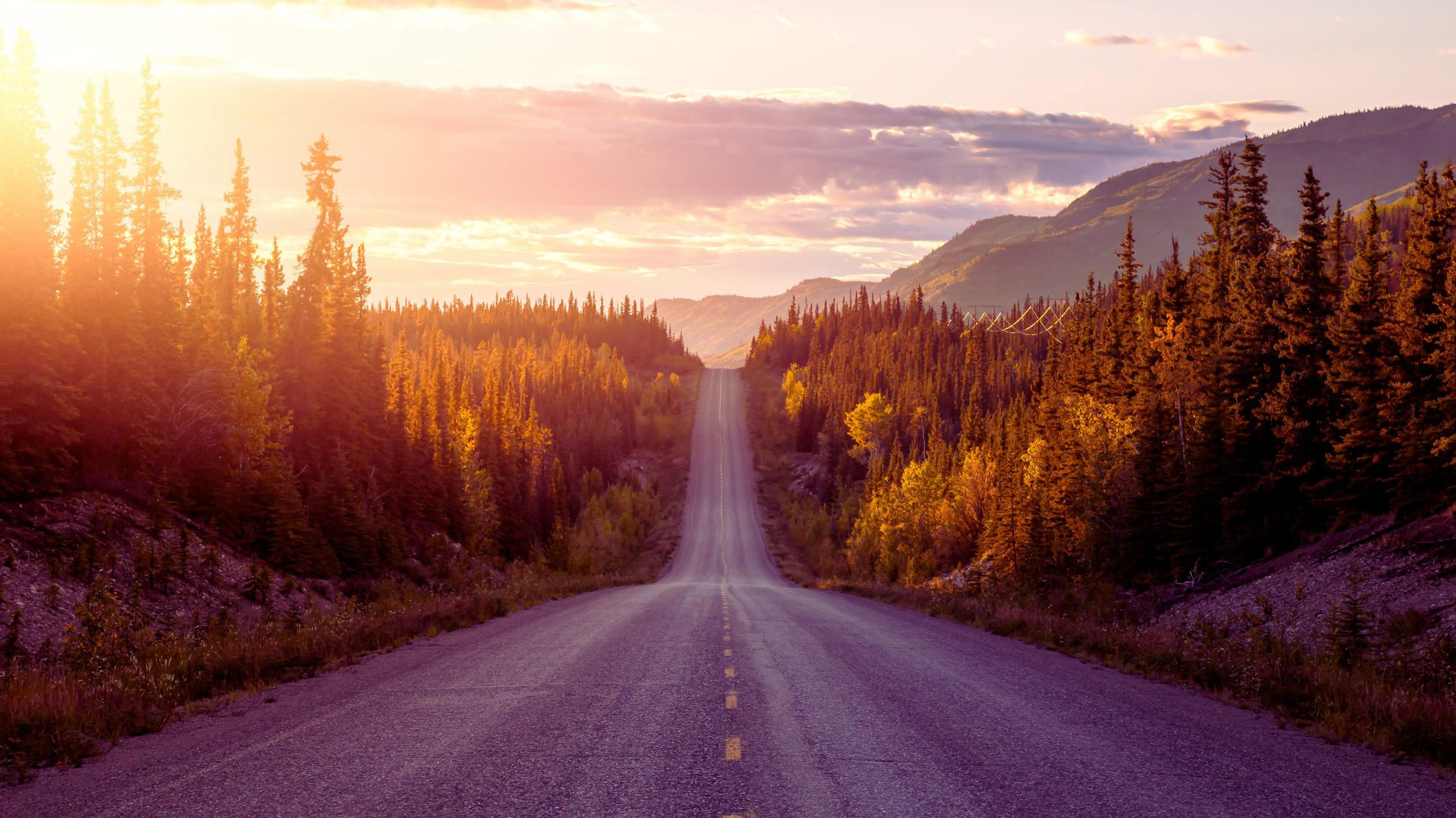 Road through forest at dusk