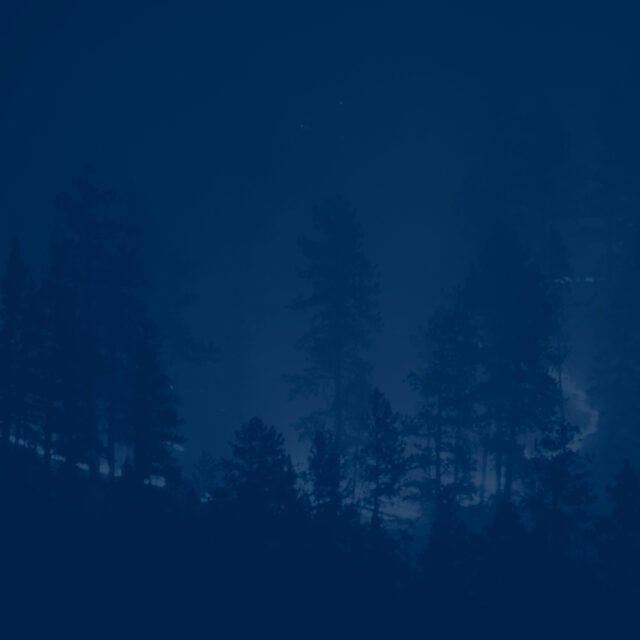 Wildfire in the forest