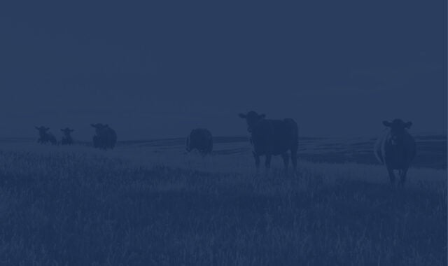 Cattle Grazing in farm field