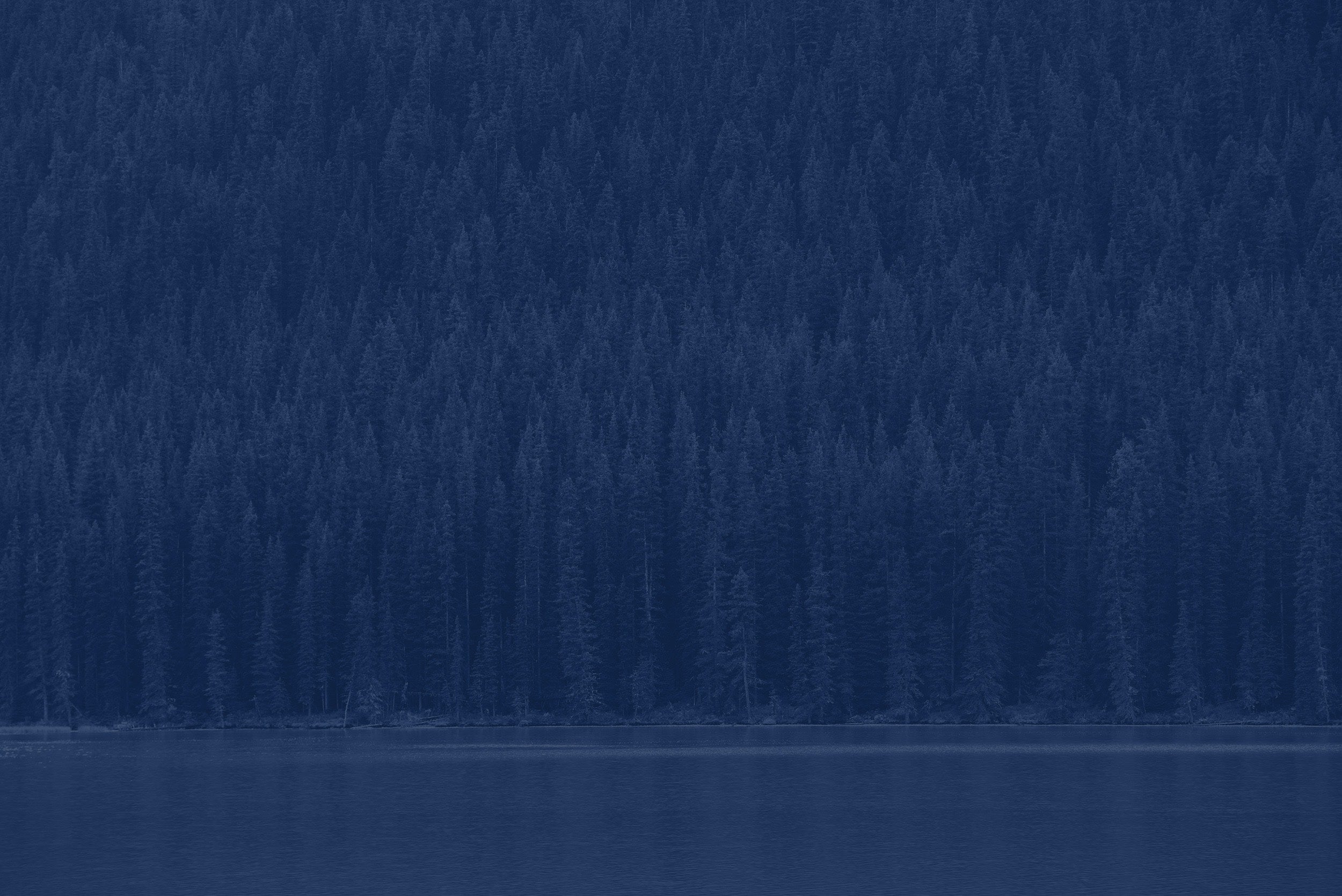Forest Trees with Acera Navy Overlay