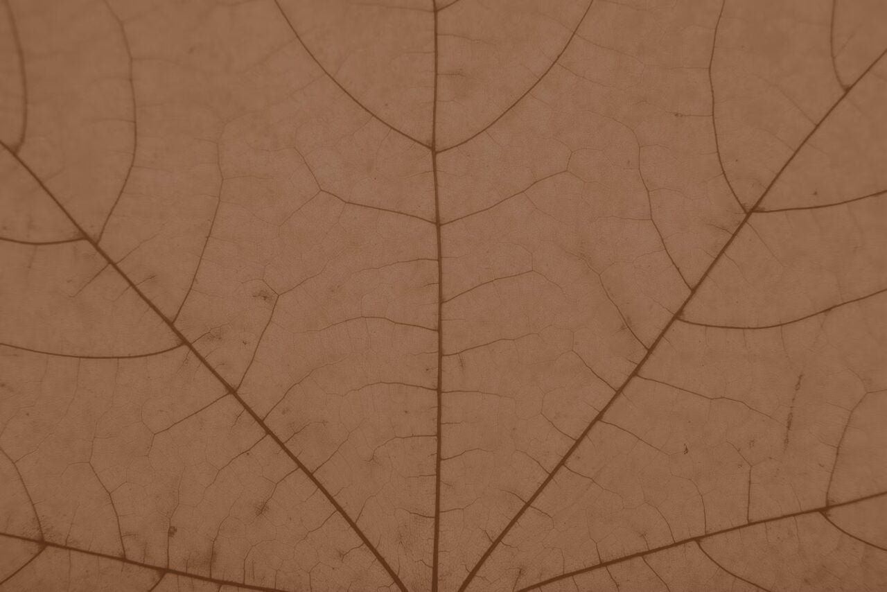 leaf vein texture in maple brown
