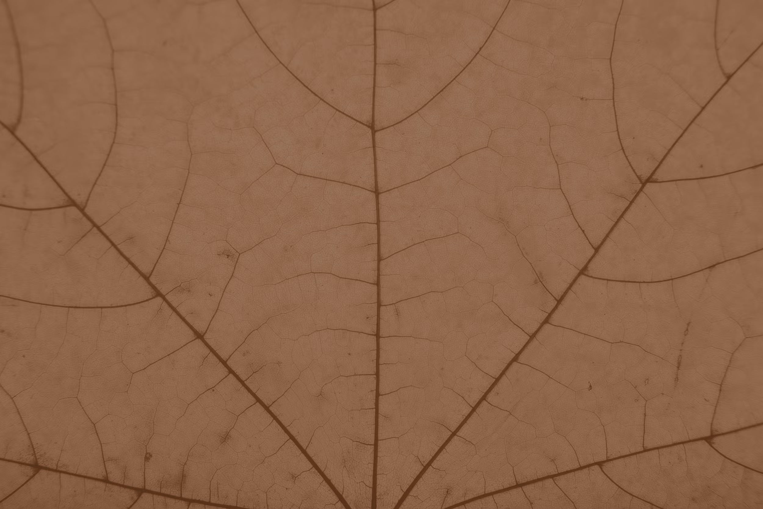 leaf vein texture in maple brown