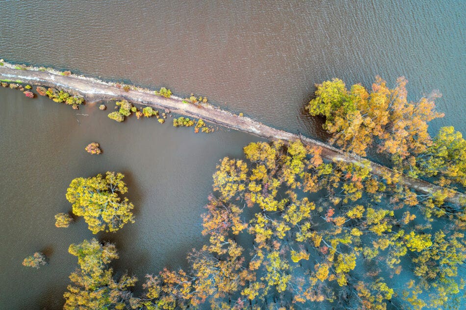 Flooded forest area