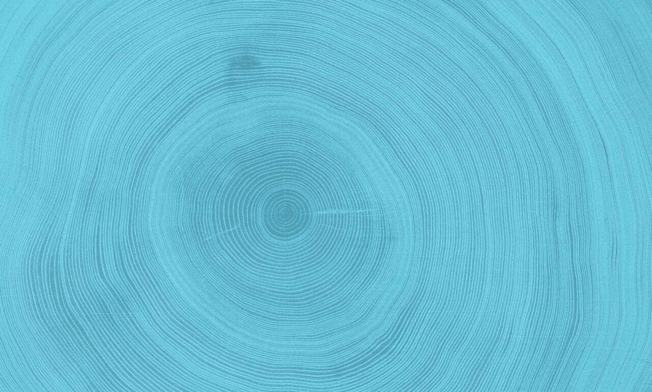 Closeup of tree rings