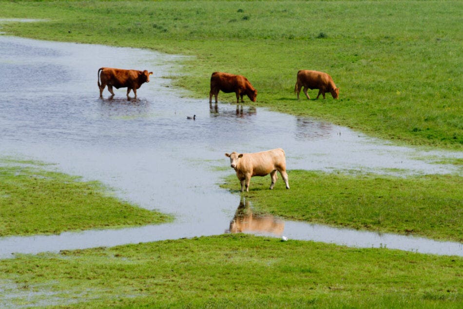 How to Protect Your Farm from Flooding