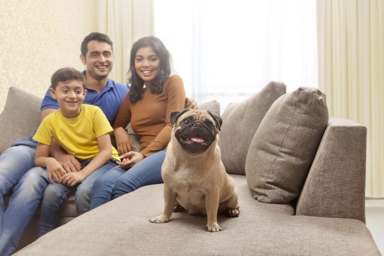 Home Insurance for Dog Owners