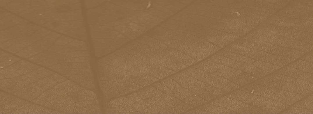 a closeup of veins in a leaf, with a brown overlay