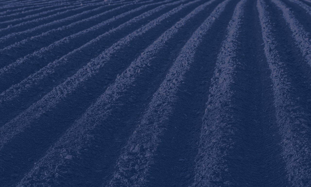 Rows of dirt mounds on a farm
