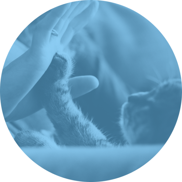 Hand of a human in a high-five motion with the paw of a cat