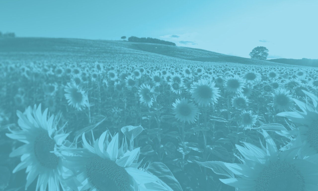a field of sunflowers with blue sky in the distance