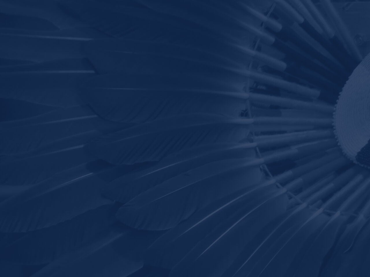 Image of delicate feathers