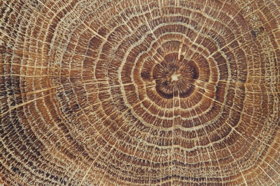 Wood Product Manufacturers: Reduce Your Insurance Premiums and Avoid WorkSafeBC Fines