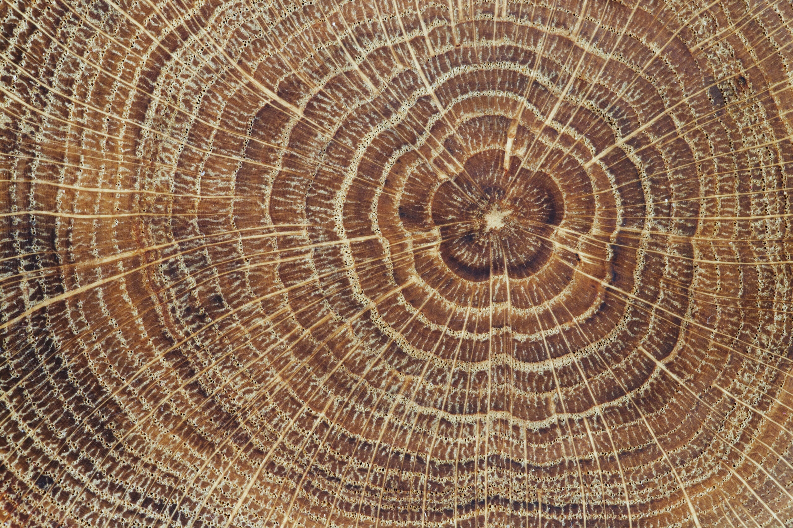 Close-up of rough wood structure