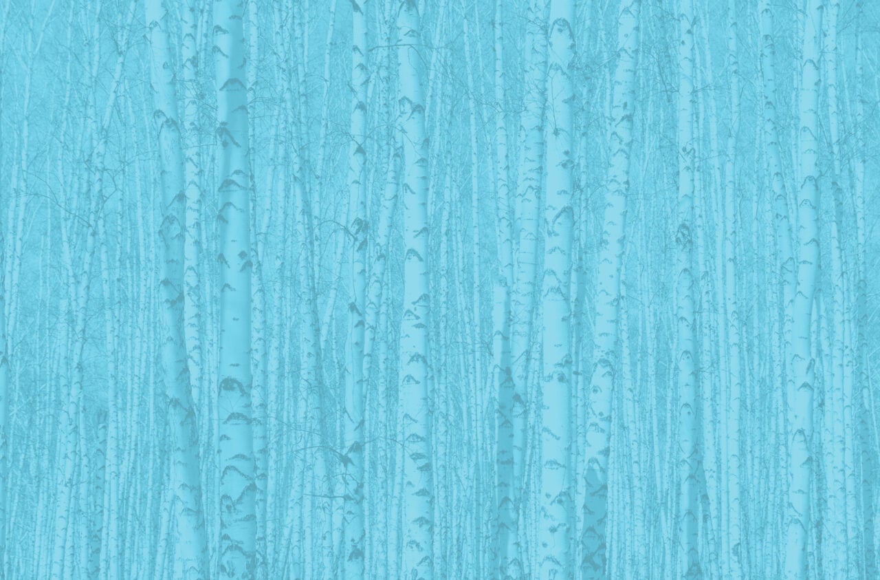 birch trees without leaves