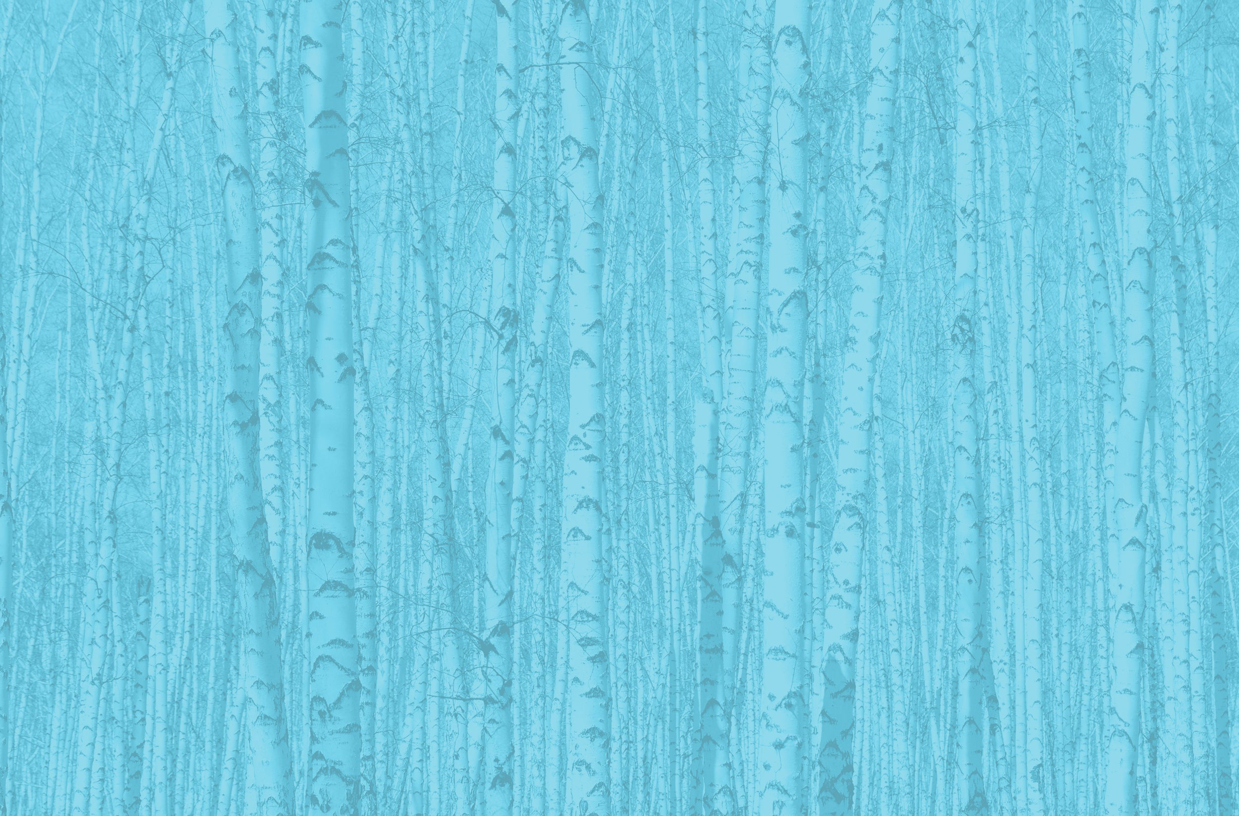 birch trees without leaves