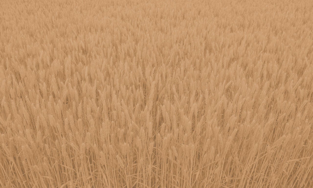 Wheat field in Acera Maple colour