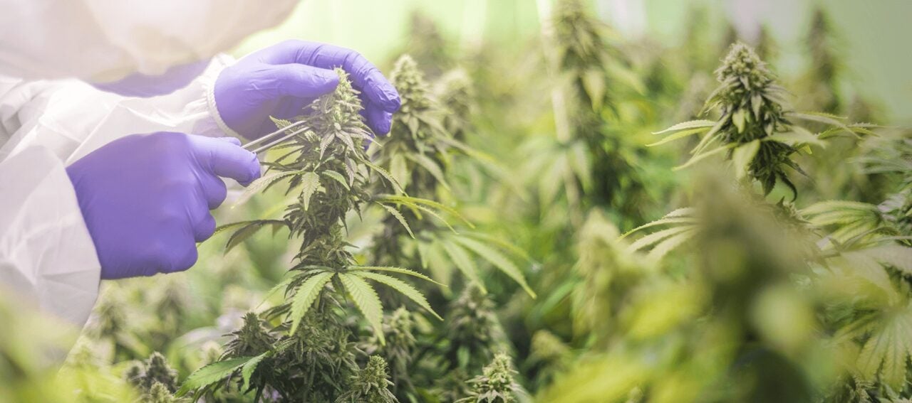 BC Government Announces New Programs to Support Local, Small and Indigenous Producers in the Cannabis Industry