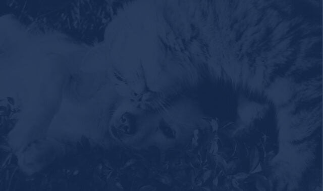 A small fluffy dog and a fluffy cat laying down with their heads together