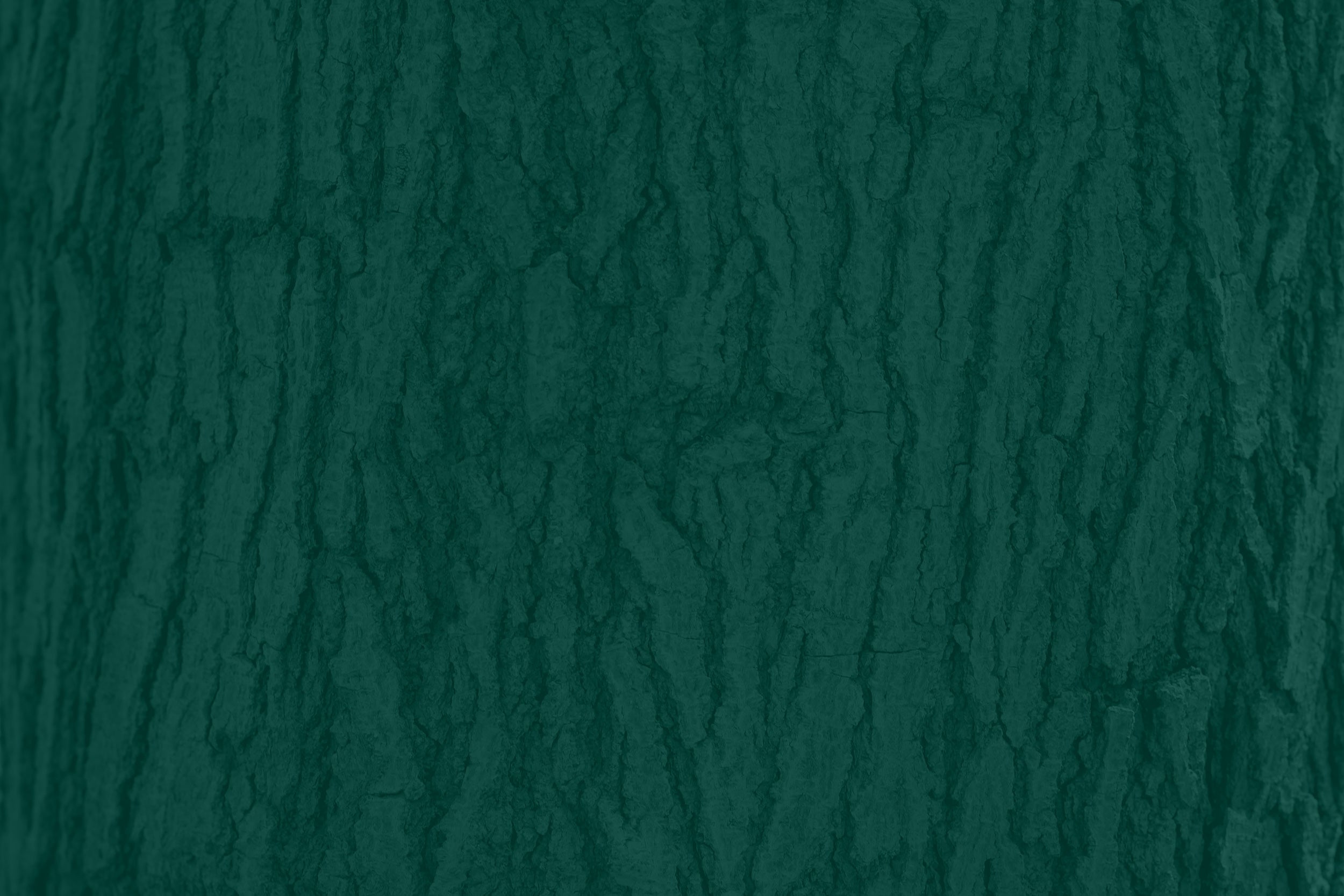 close up Old dry tree brown bark background and texture