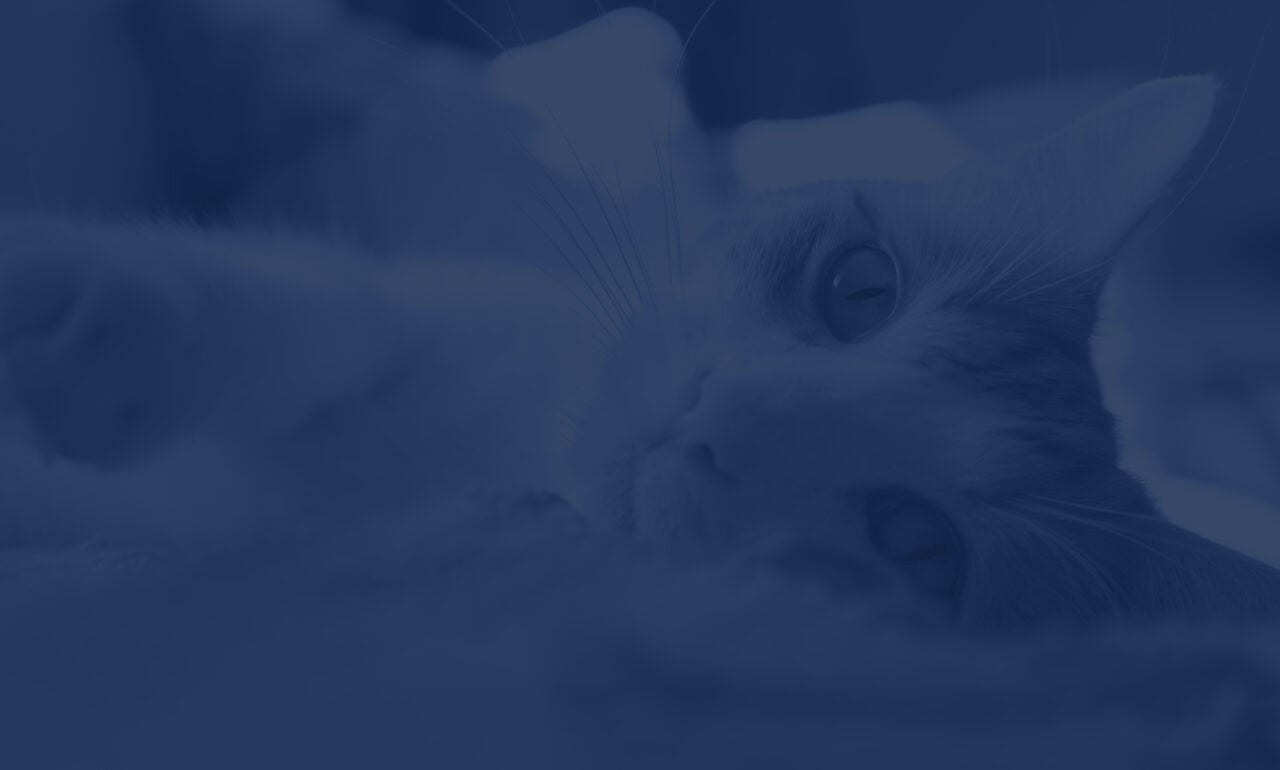 Closeup of a cats face as it lays sideways on the ground