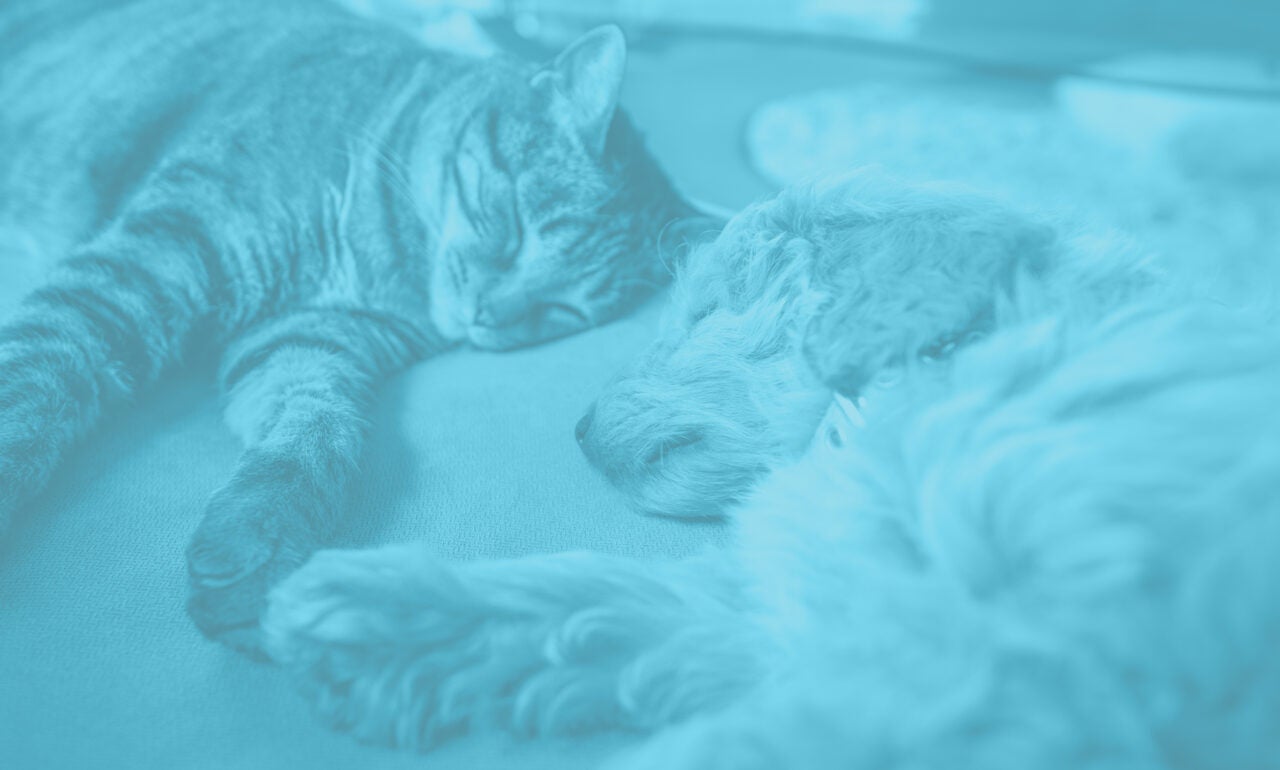 A cat and a puppy laying side by side on a couch