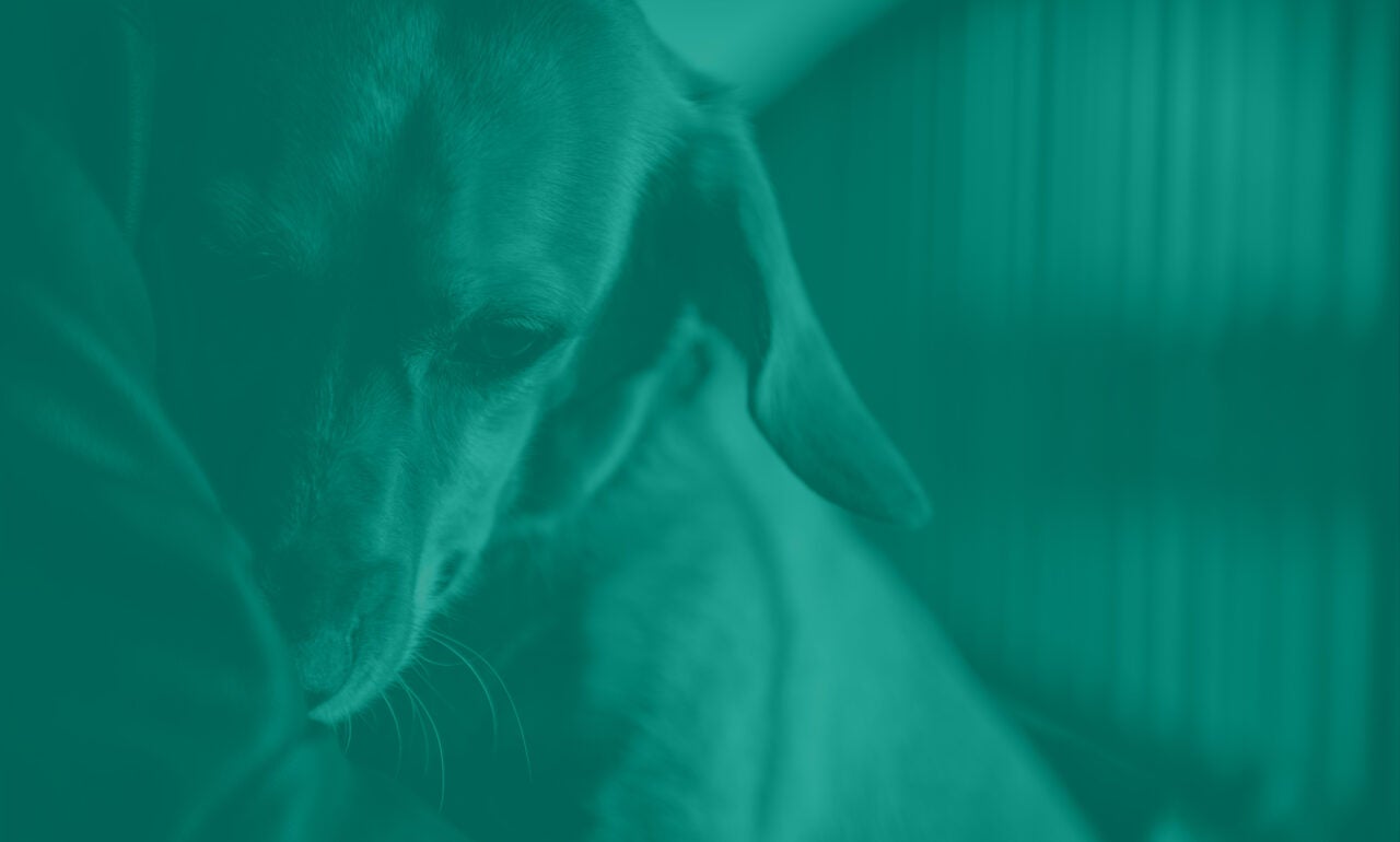 Closeup of a cuddling dog