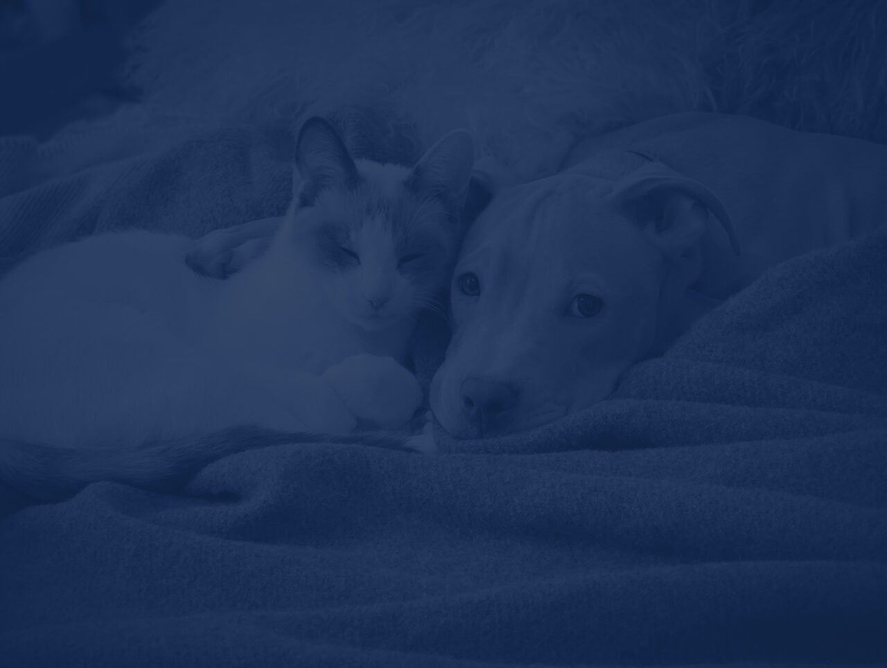 Dog and cat cuddling on a couch and looking at the camera together