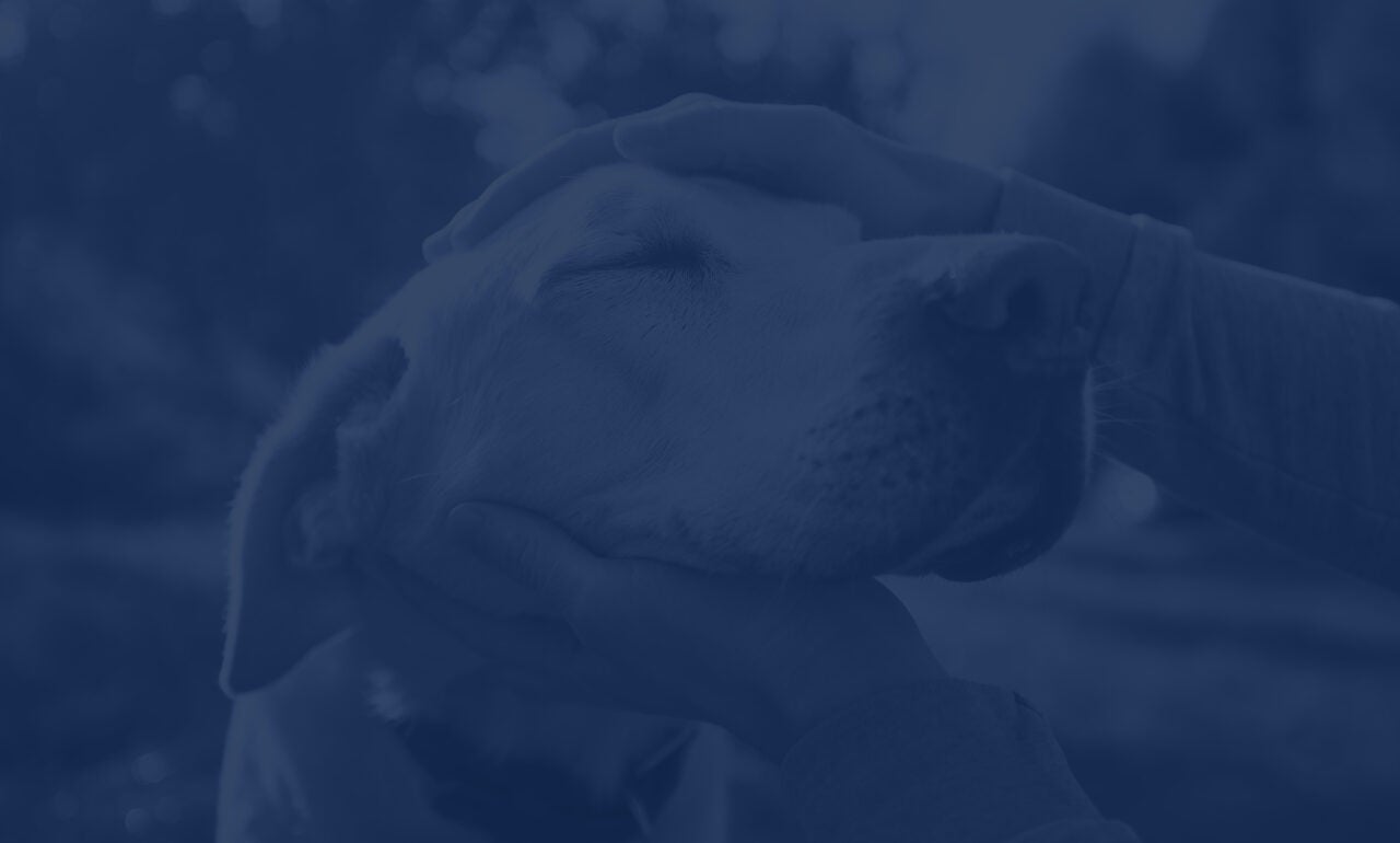 Closeup of dog with it's eyes closed in happiness with hand petting it's head