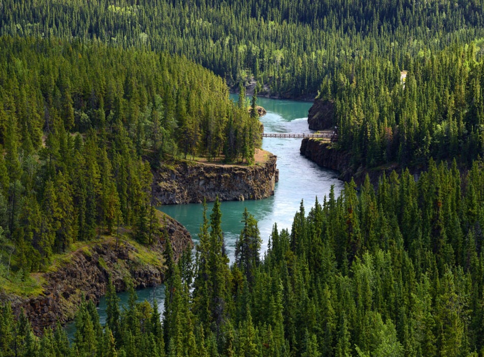 How you can support wildfire resilience in the Yukon – starting from home