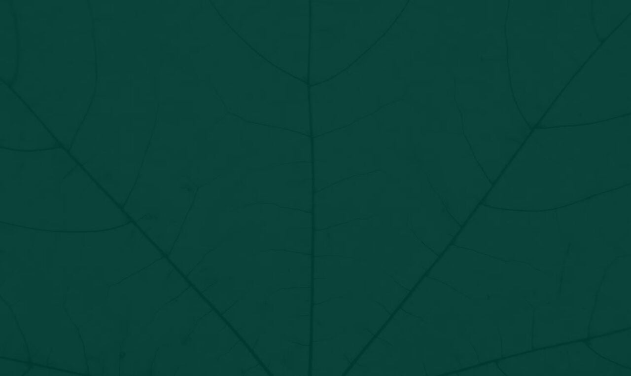 Acera Insurance Green Leaf Background